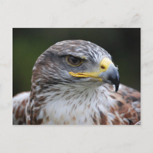 Eagle Postcard
