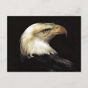 Eagle Postcard