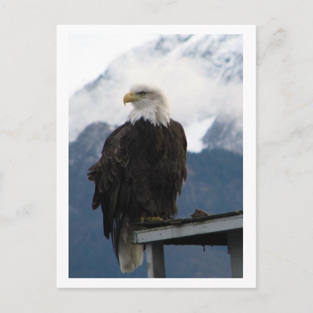 Eagle Postcard (Front)