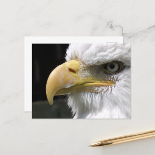 EAGLE POSTCARD