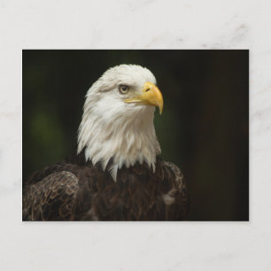 Eagle Postcard