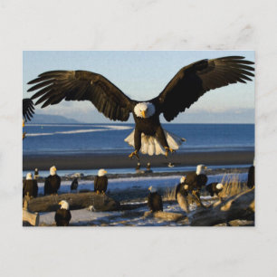 Eagle Postcard 445
