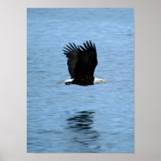 Eagle Poster