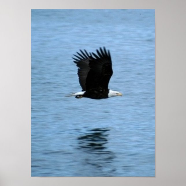 Eagle Poster (Front)