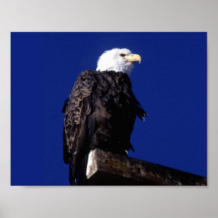 Eagle Poster