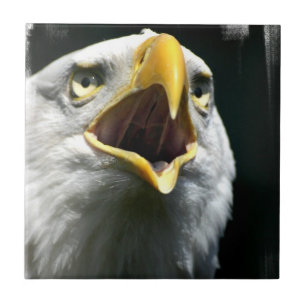 Eagle Screach Tile