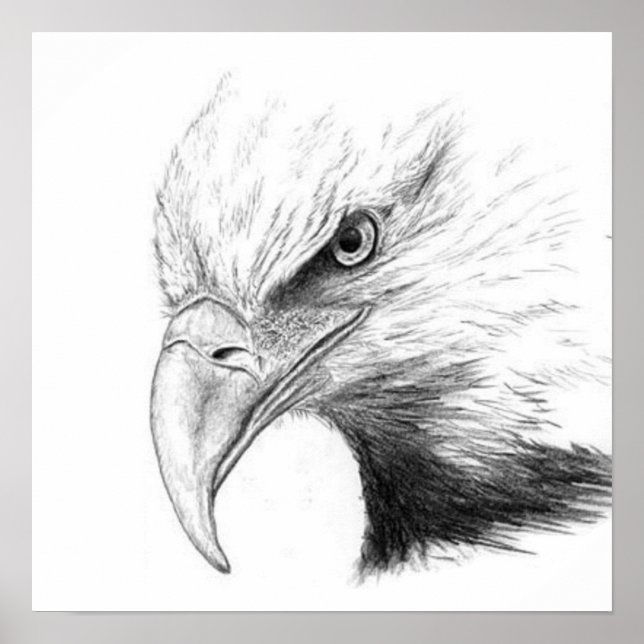 EAGLE SKETCH POSTER (Front)
