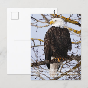 Eagle Symbolism Postcard