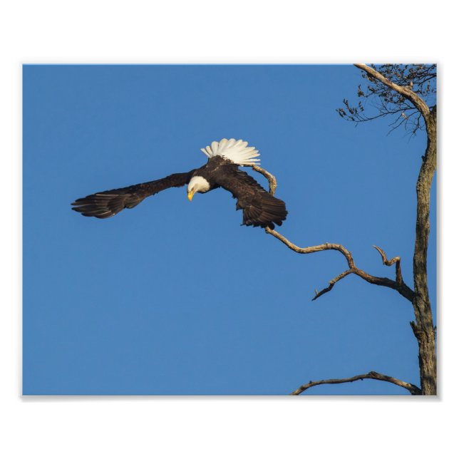 Eagle Takes Flight Photo Print (Front)