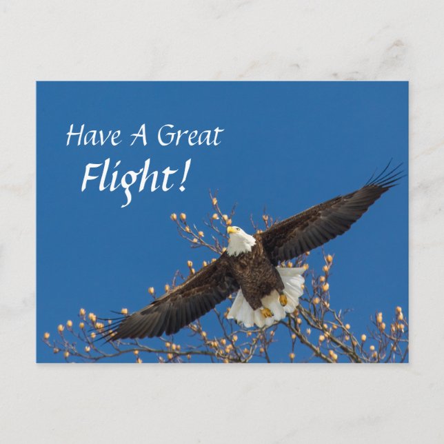 Eagle Up Postcard (Front)