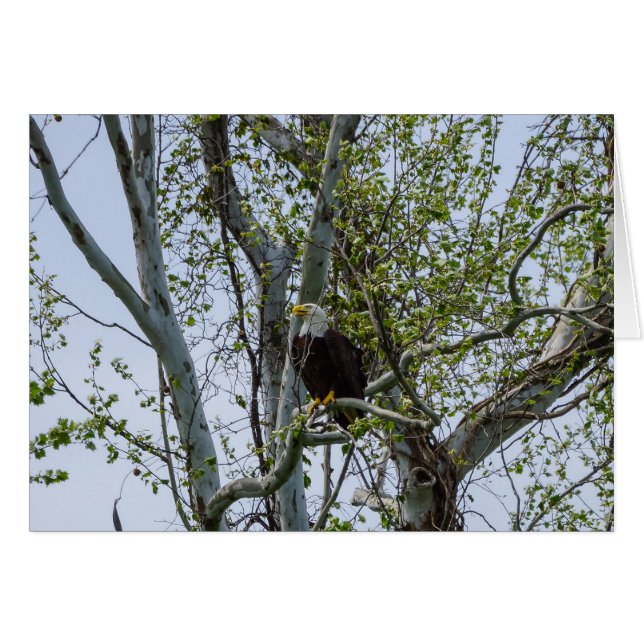 Eagle Watch Out (Front Horizontal)