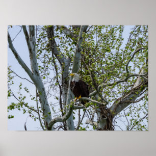 Eagle Watch Out Poster