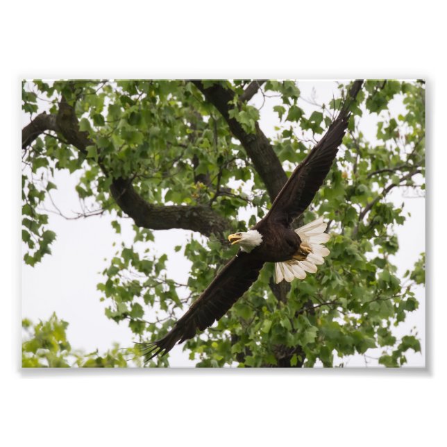 Eagle Wingspan Photo Print (Front)
