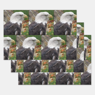 Eagle - Wrapping Paper Sheets