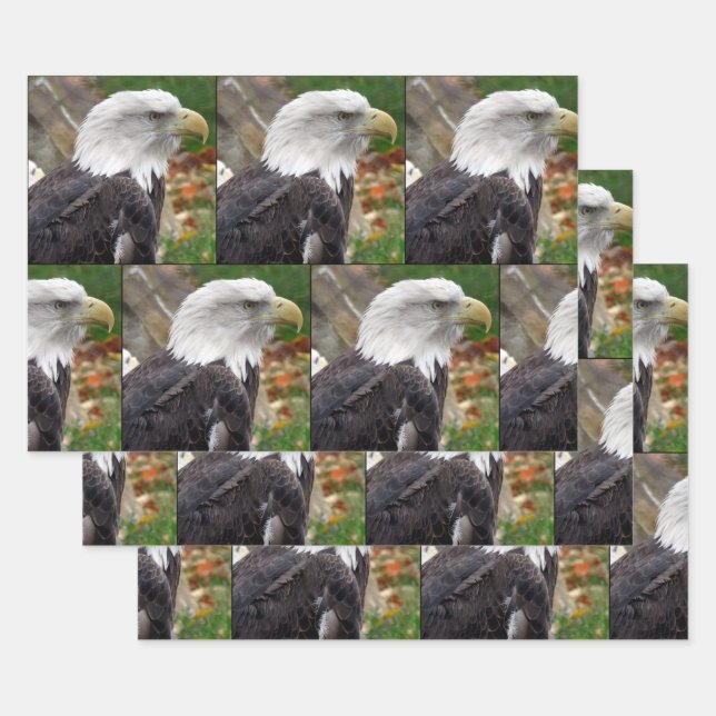 Eagle - Wrapping Paper Sheets (Set)
