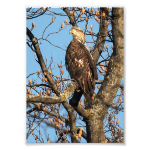 Eagle Youngster Photo Print