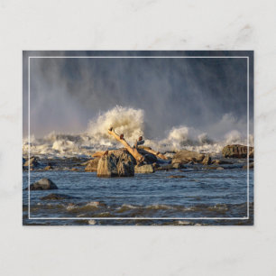 Eagles And Rough Water Postcard