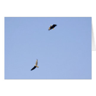 Eagles at Conowingo Dam