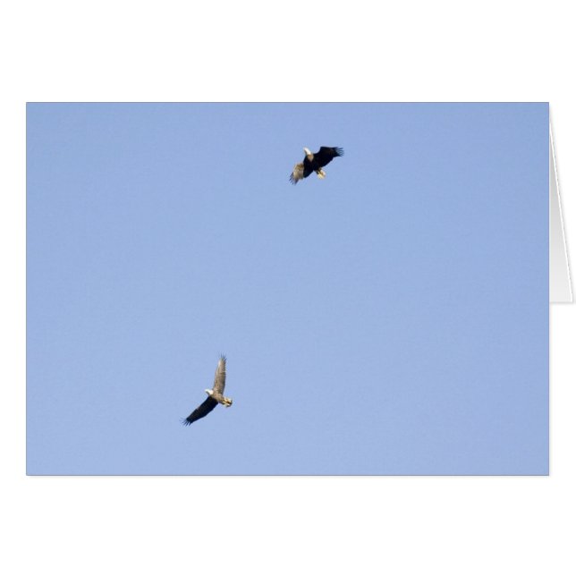 Eagles at Conowingo Dam (Front Horizontal)