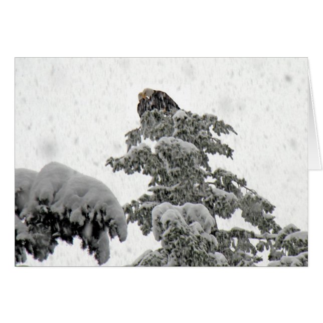 Eagles Cuddling in the Snow (Front Horizontal)