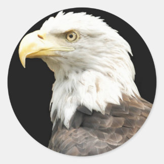 Eagles Stare Classic Round Sticker