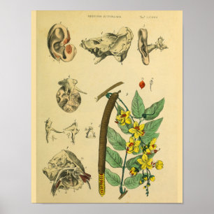 Ear Medicinal Plant Anatomy Art Print