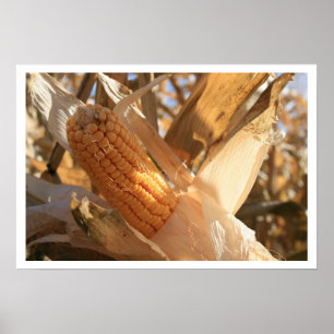 Ear of Field Corn on Stalk Poster