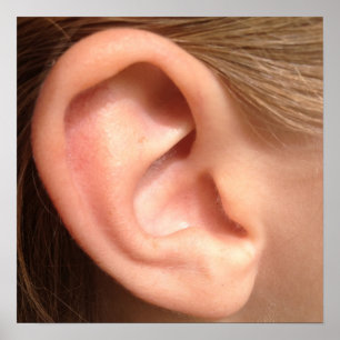 Ear Poster