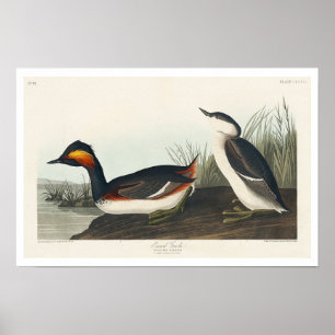 Eared Grebe by Audubon Poster