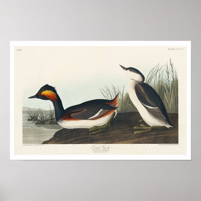 Eared Grebe by Audubon Poster (Front)