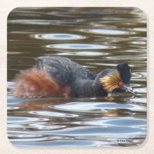 Eared Grebe Courting Square Paper Coaster