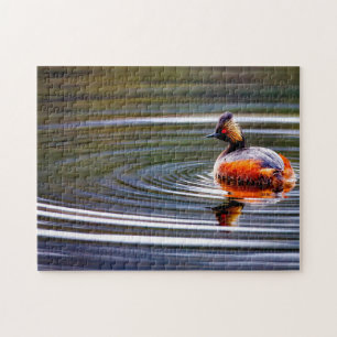 Eared Grebe Duck  Wyoming. Jigsaw Puzzle