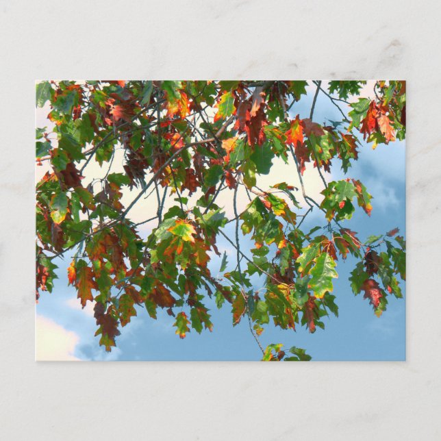 Early Autumn - Maple Postcard (Front)