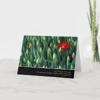 Early Bloomer, by Anna Wight