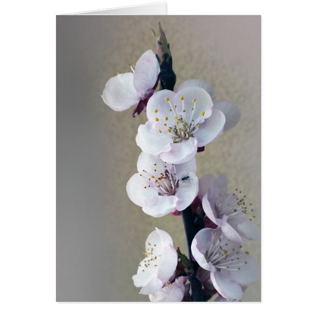 early in the morning (Front)