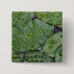 Early morning dewdrops on lily pads, Laurel 15 Cm Square Badge