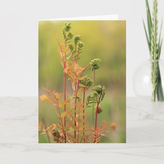 Early morning Ferns Blank Greeting Card (Front)
