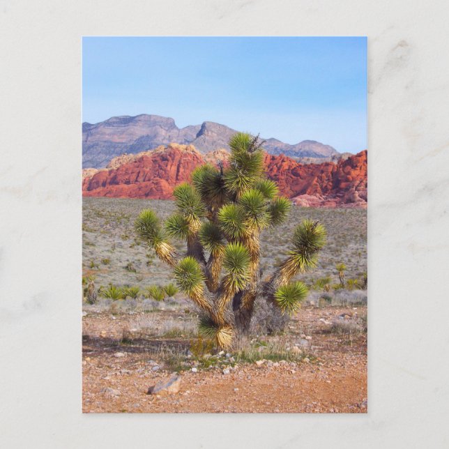 Early Morning Light in Red Rock Canyon Postcard (Front)