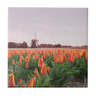 Early Morning Orange Tulip Field Windmill Holland Tile
