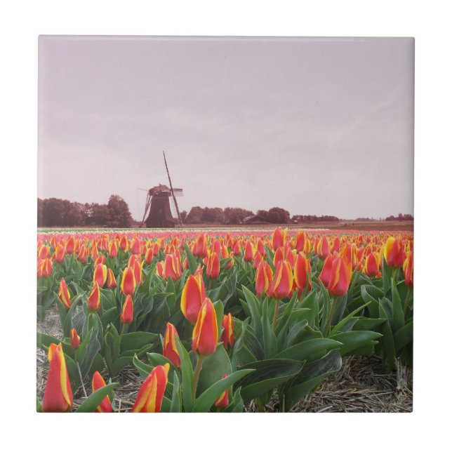 Early Morning Orange Tulip Field Windmill Holland Tile (Front)