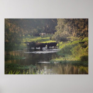 Early morning swim poster