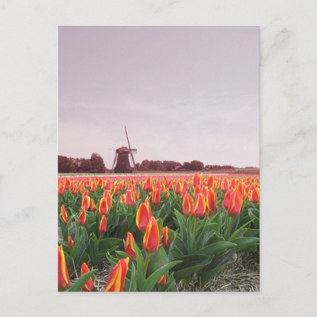 Early Morning Tulip Field & Windmill Holland Postcard (Front)