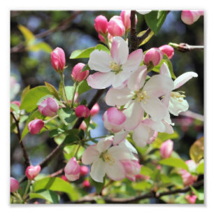 Early Spring Apple Blossoms Close Up 8x8 Photo Print