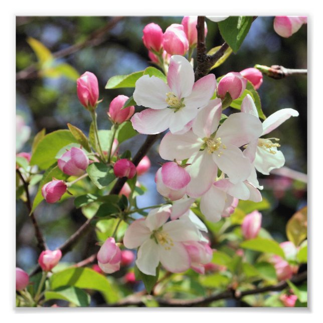 Early Spring Apple Blossoms Close Up 8x8 Photo Print (Front)