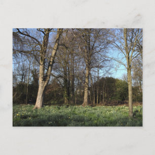 Early Spring at, Bute Park, Cardiff Postcard
