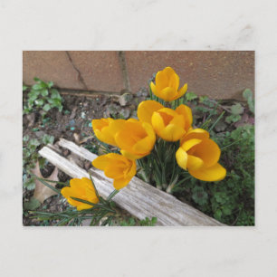 Early Spring Flowers Postcard