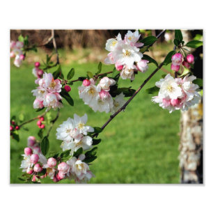 Early Spring Pink And White Apple Blossoms 8x10 Photo Print