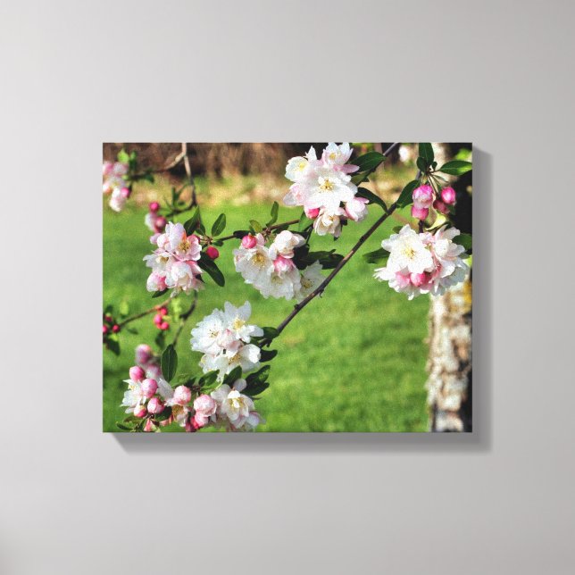 Early Spring Pink And White Blossoms  Canvas Print (Front)