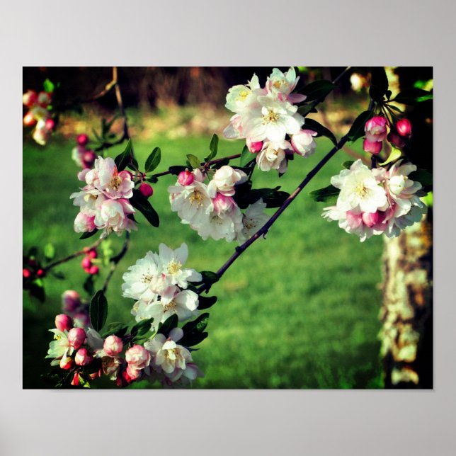 Early Spring Pink And White Blossoms Poster (Front)