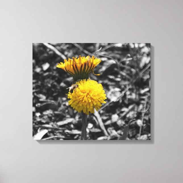 Early Spring Pollination Canvas Print (Front)